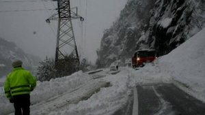 Cod PORTOCALIU şi GALBEN de NINSORI în ROMÂNIA!