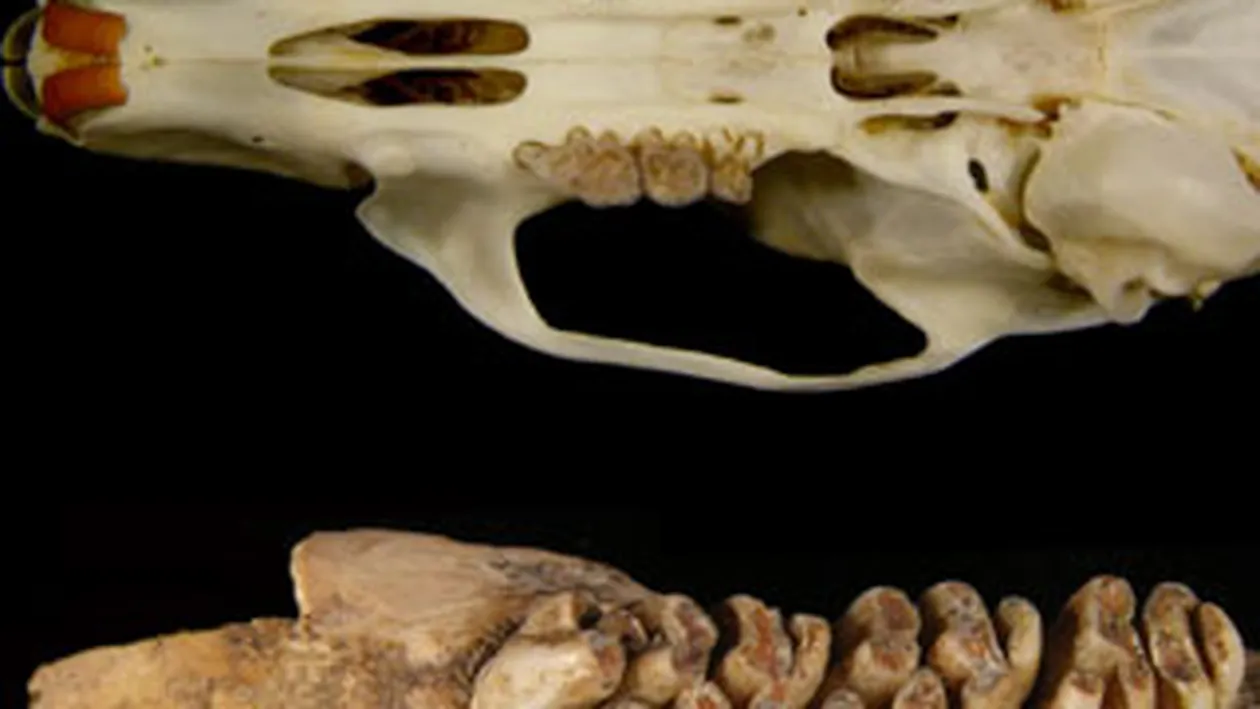 Scheletul unui sobolan de sase kilograme, gasit in Timorul de Est