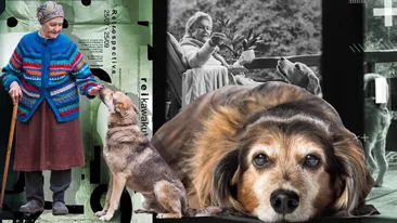 Cum se calculează vârsta unui câine în ani „omenești”