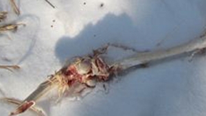 INCREDIBIL! L-a mâncat de VIU! Vezi cum s-a zbătut pentru viaţa lui, însă nu a reuşit să scape! IMAGINI ŞOCANTE