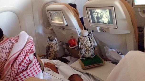 Acest prinţ din Arabia Saudită a cheltuit o mică avere pentru a le cumpăra locuri în avion celor 80 de şoimi ai săi. Imaginea a devenit virală
