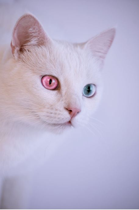 Ce vârstă are pisica ta în ani omenești. Calculul e foarte simplu! Vezi ce vedete preferă micuțele feline și cine a ales să își ia câine
