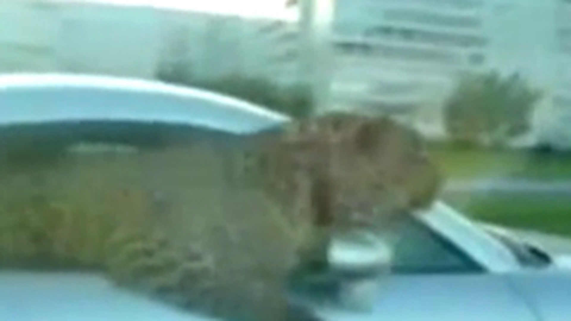 VIDEO Gore din Cluj ar fi putut lua lectii de aici! Un arab interlop isi plimba tigrul intr-o masina de sute de mii de euro!