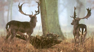 Animal extrem de rar văzut în apropiere de Suceava