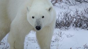 Test de cultură generală. Ce culoare are blana ursului polar, de fapt
