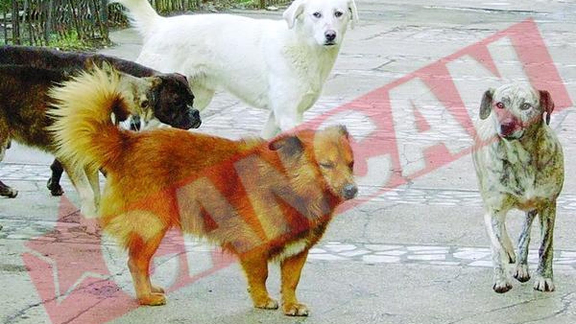 Maidanezii, sterilizati la clinicile private