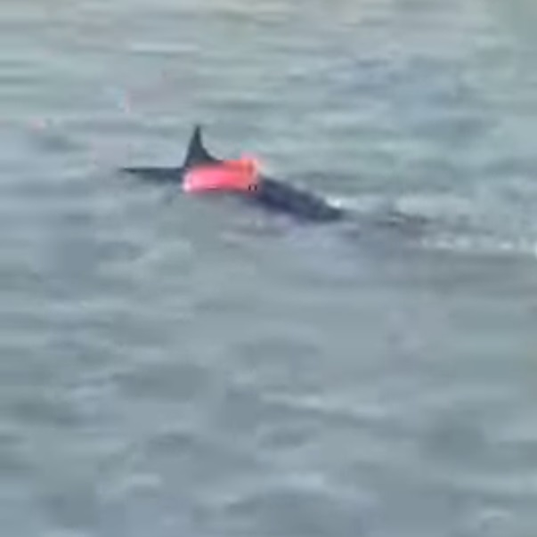 Scene revoltătoare pe o plajă cunoscută din Grecia. Mai mulți turişti au fost filmaţi în timp ce omorau un peşte-spadă cu pietre