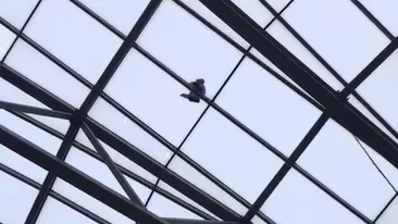 Imaginile care îți taie respirația! Un copil a urcat pe cupola de sticlă a mall-ului Afi Cotroceni