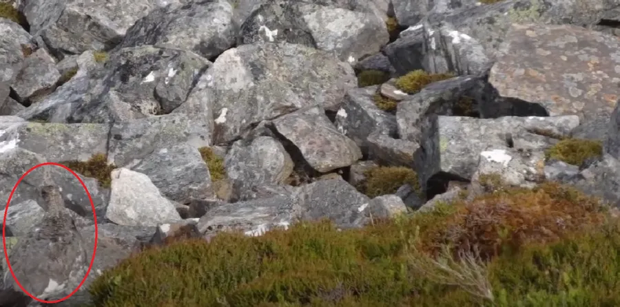 Iluzie optică pentru genii | Unde se ascunde pasărea? Cei cu un IQ ridicat o descoperă în 5 secunde