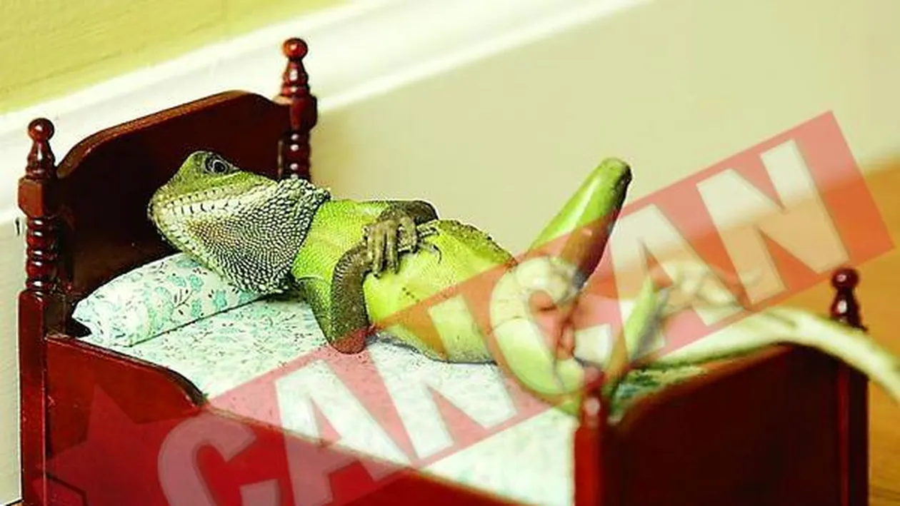 Locuieste cu 50 de soparle