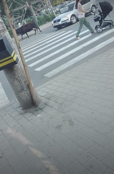 O vacă le-a dat de furcă șoferilor din Iași! S-a plimbat pe linia de tramvai din centrul orașului câteva ore