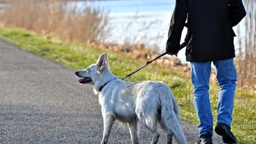 Un hunedorean a ieșit cu câinele la plimbare, deși trebuia să stea în carantină. Ce amendă i-au dat oamenii legii
