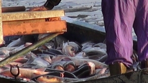 Nu o sa iti vina sa crezi ce se ascunde in Lacul Herastrau!