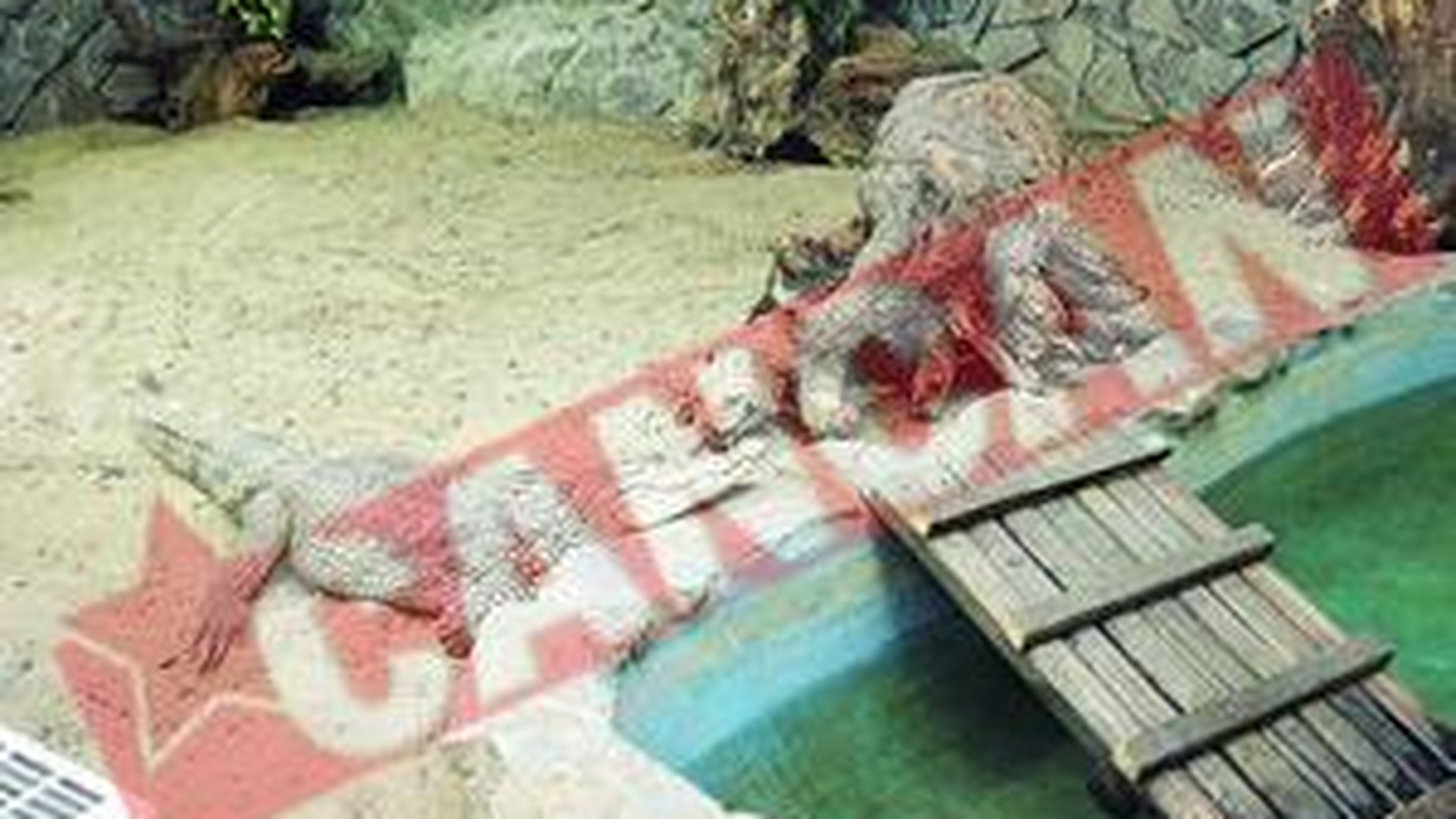 Crocodilii de la Zoo, incalziti cu centrala termica