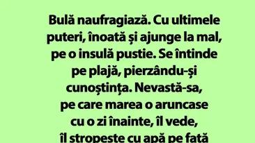 BANC | Bulă naufragiază pe o insulă pustie