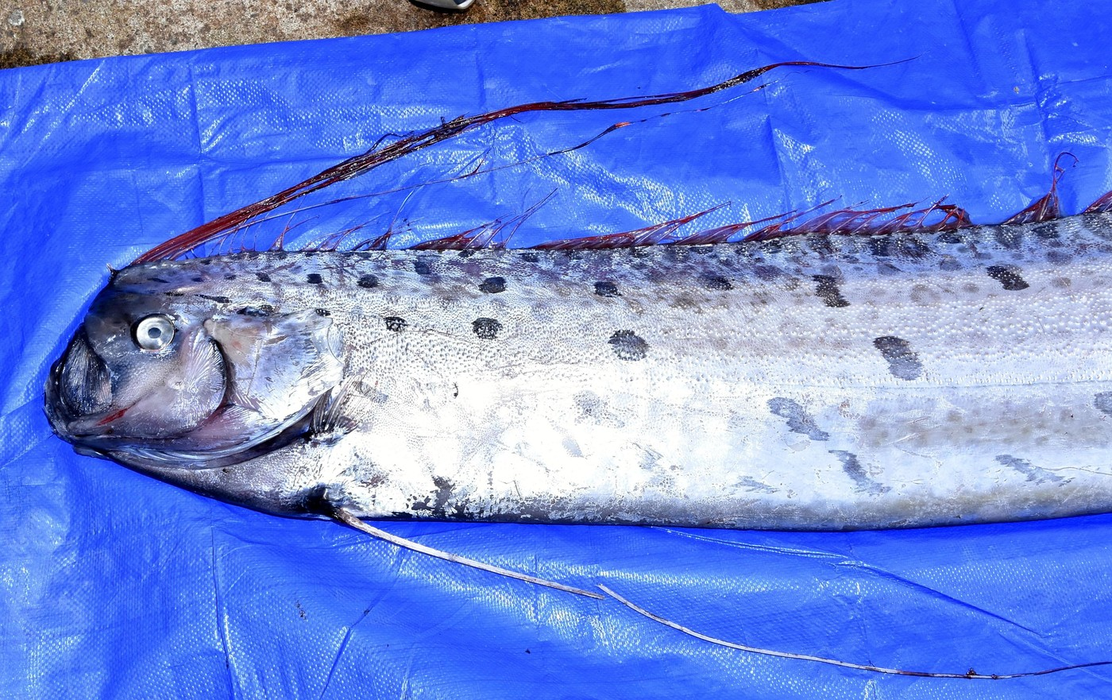 Peștele apocalipsei,  de 4,42 metri lungime, găsit într-o plasă fixă în largul orașului Toyooka, fotografiat la Kinosaki Marine World din orașul Toyooka, prefectura Hyogo, pe 24 ianuarie 2019.