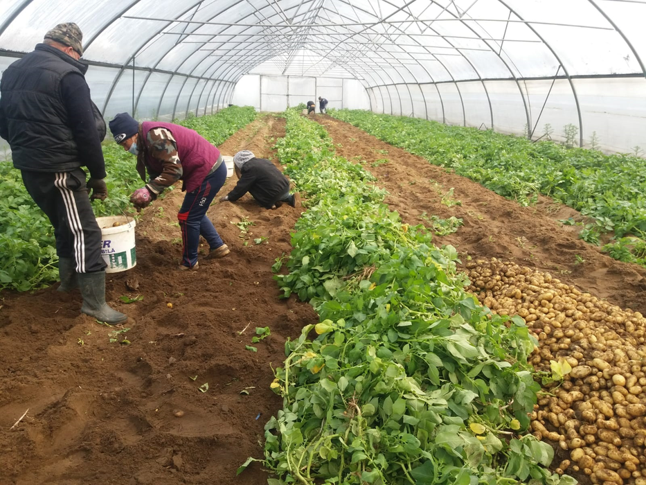 Fermierii se plâng că nu reușesc să își vândă marfa