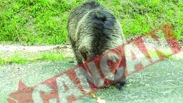 La Sinaia, ursii au pus stapanire pe Cota 1400