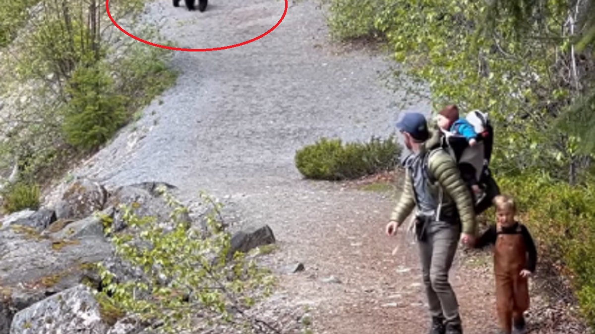 Sperietură cumplită pentru o familie cu doi copii. Au fost urmăriți de un urs în timpul unei drumeții pe munte