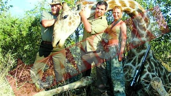 Smecherul de la Paduri vaneaza girafe de 100.000 de euro