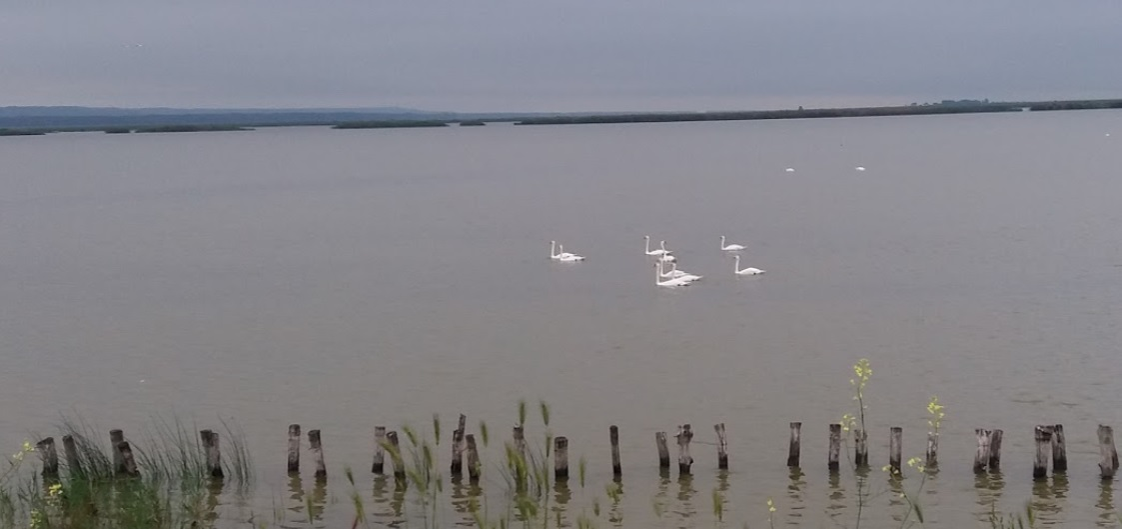 Lacul Bistreț este refugiul a mii de specii de păsări