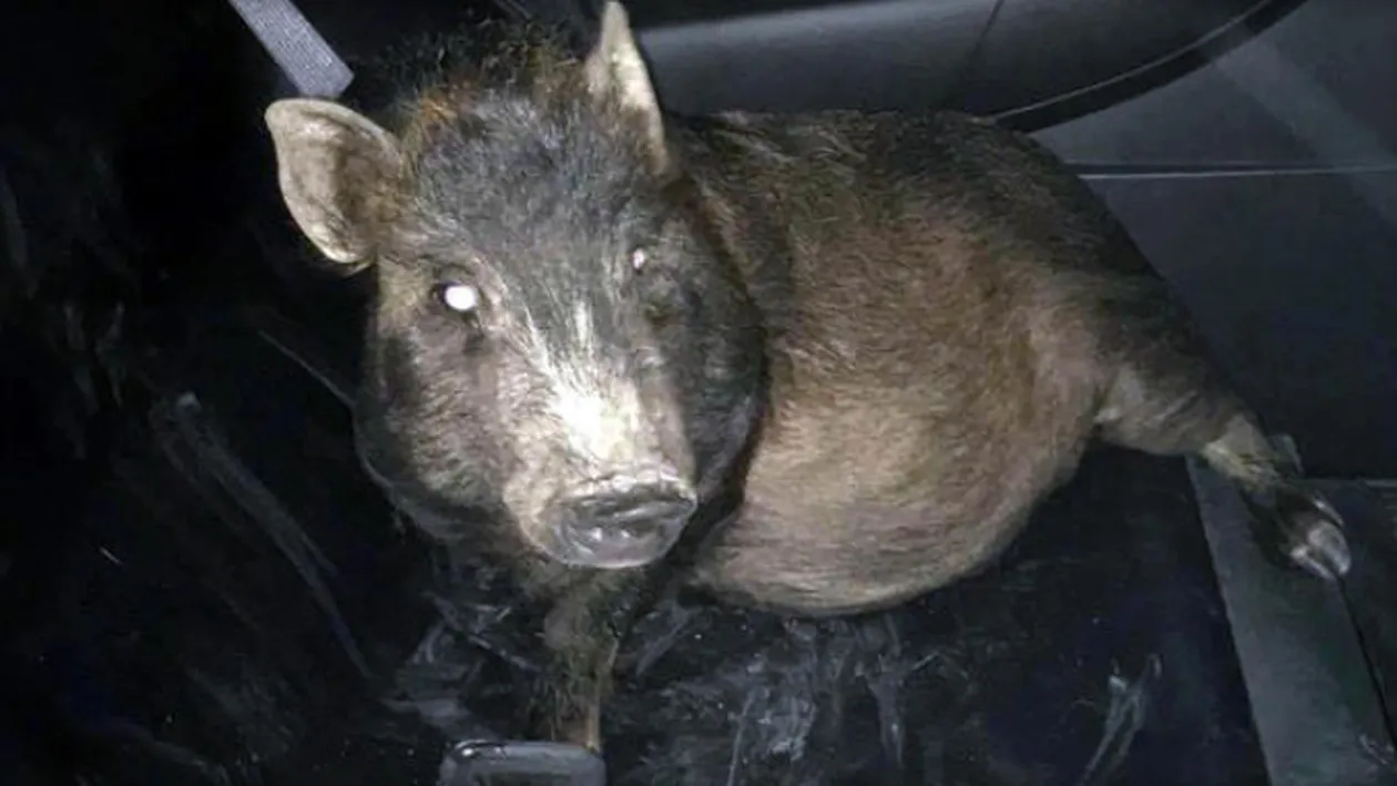 Un bărbat a chemat poliția pentru că era urmărit de un porc! Cum au reacționat oamenii legii