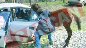 Au indesat un cal pe bancheta din spate