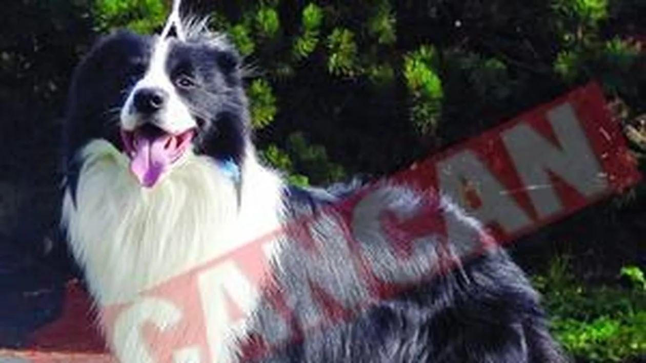 Caini anticiori, cu leafa de 33 de milioane