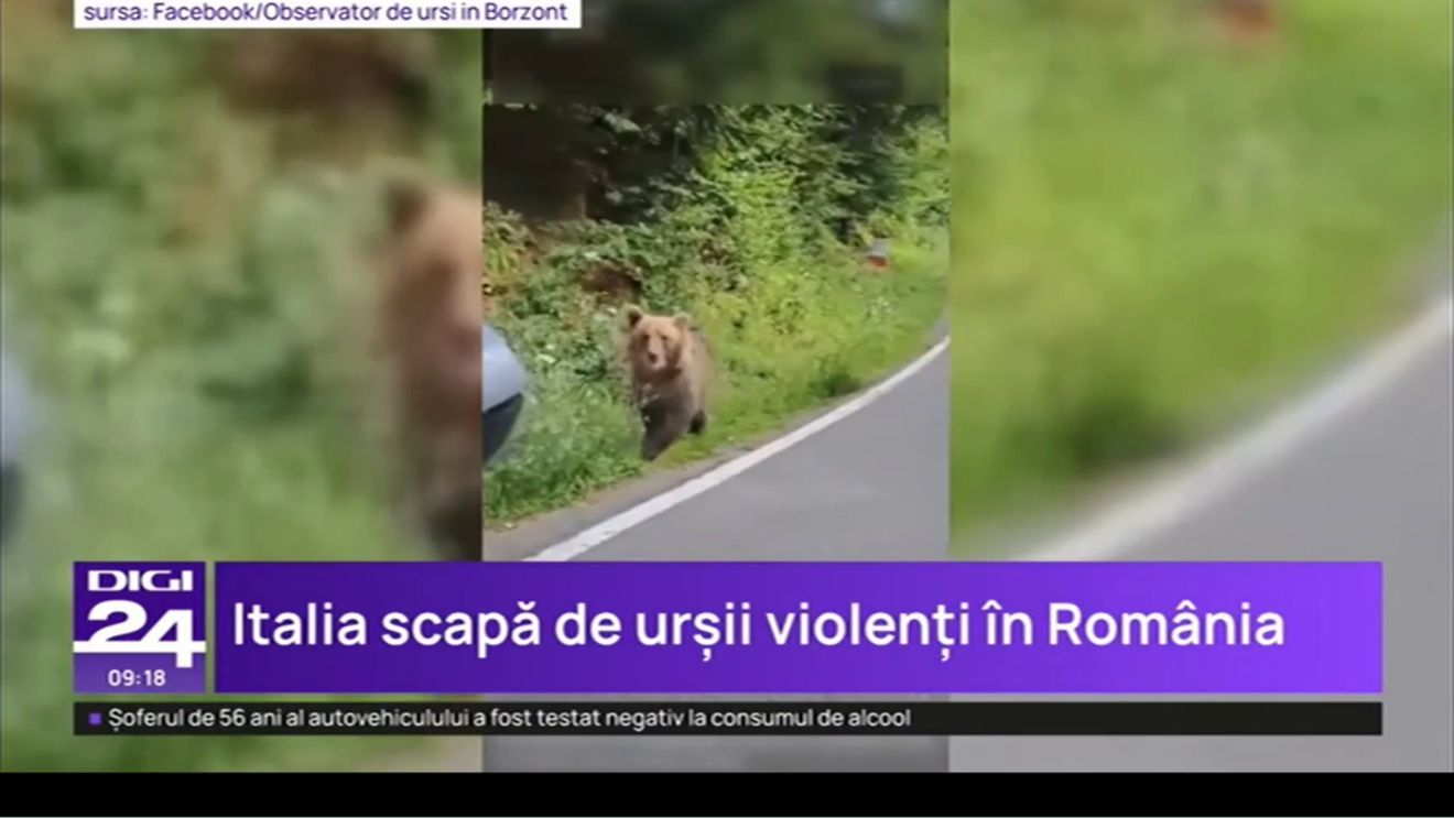 ALERTĂ! Italia vrea să aducă un urs ucigaș în România + Bărbat din Bistrița, atacat grav de o fiară