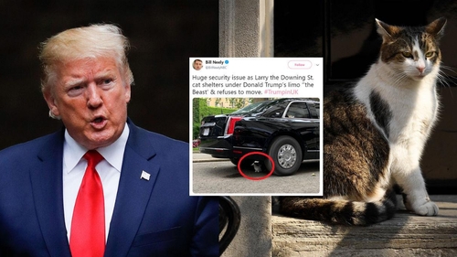 Donald Trump, umilit de cel mai cunoscut motan din Marea Britanie! Cum i-a ”blocat” mașina blindată