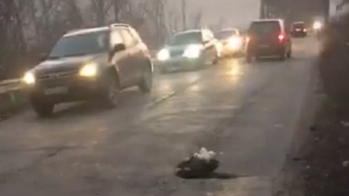 VIDEO. Protest inedit: Mai mulţi tineri au plantat crizanteme în gropile de pe drumul Craiova-Cetate