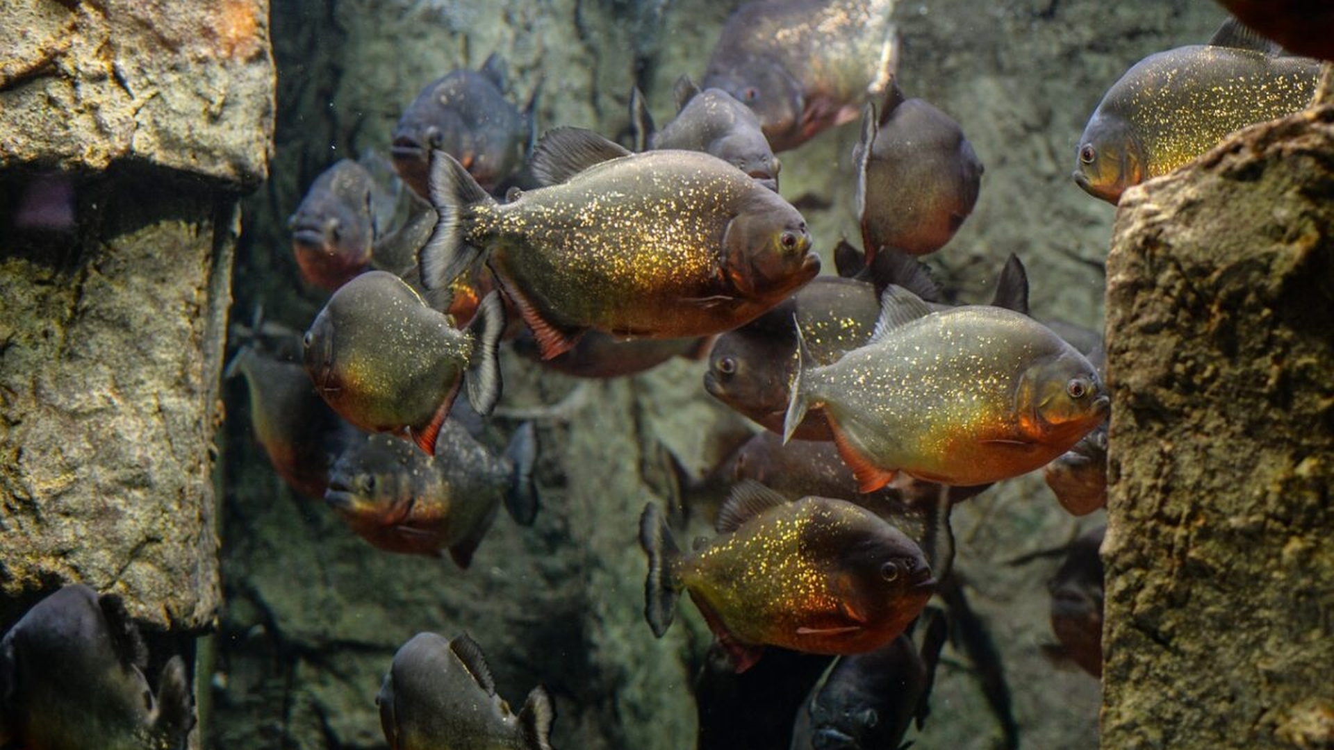 Semnal de alarmă! Pești Piranha au fost găsiți într-un râu din România