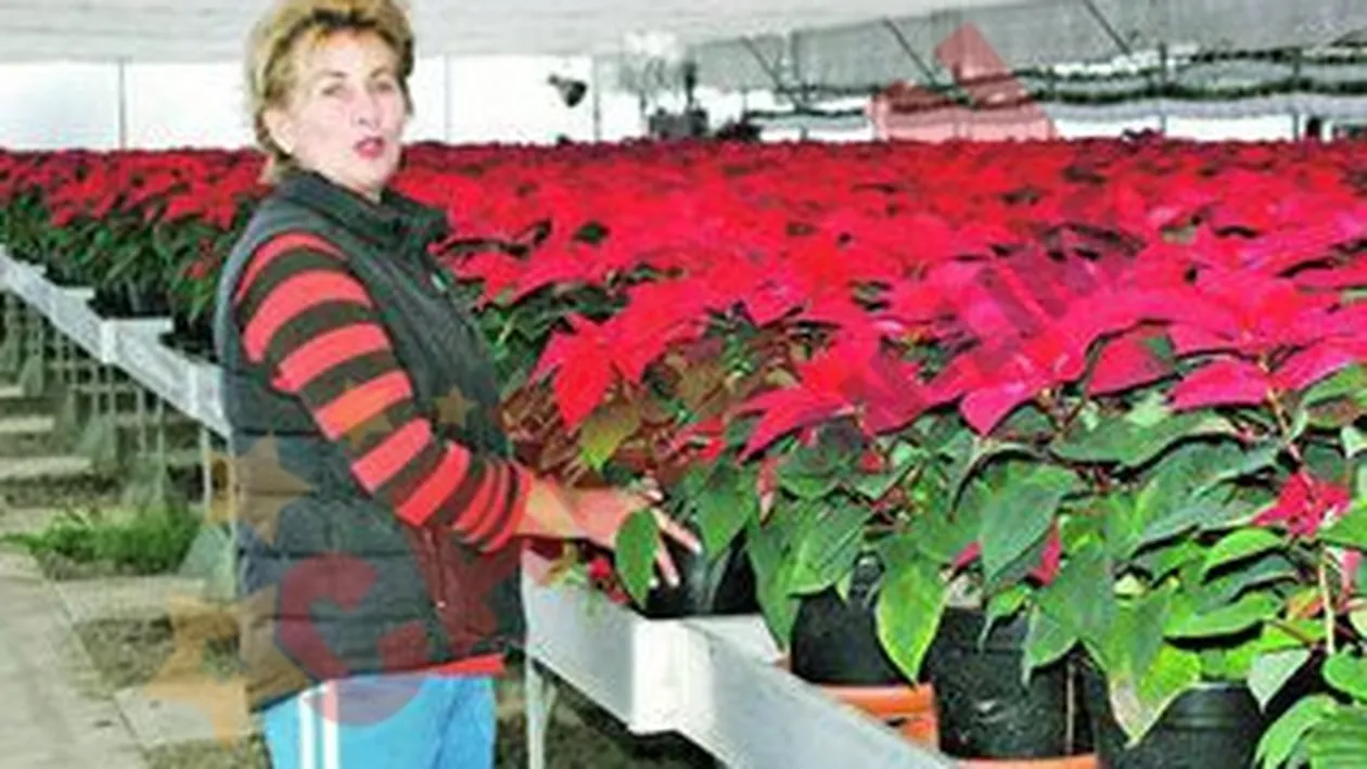 Steaua Craciunului a inflorit la Arad