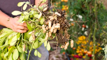 Fermierul din Dolj care vinde „aurul din pământ” cu 50 de lei kilogramul. Doru a dat lovitura cu un produs banal!