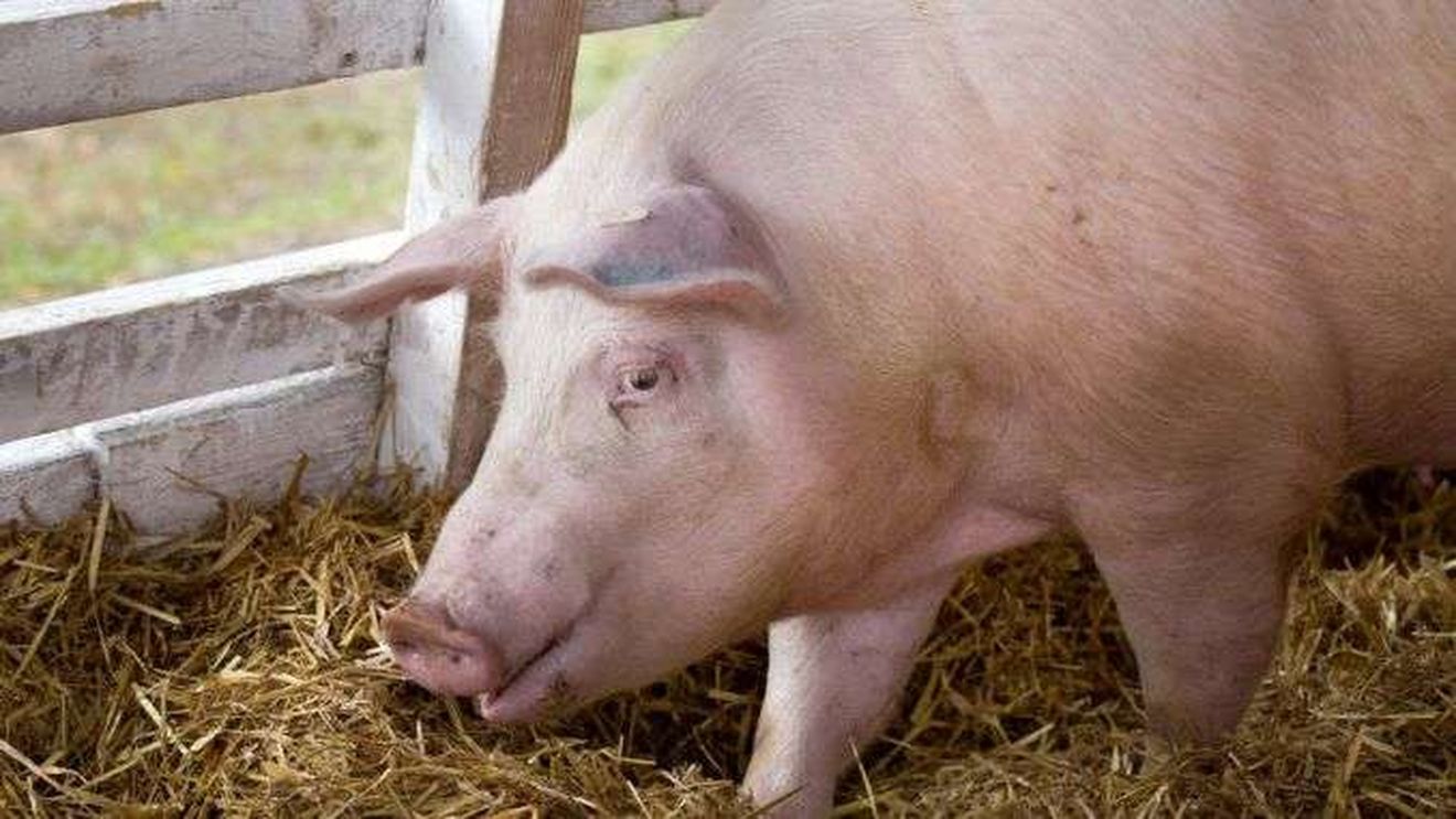 Galați: Toți porcii din gospodăriile unui sat vor fi omorâți după confirmarea unor focare de pestă