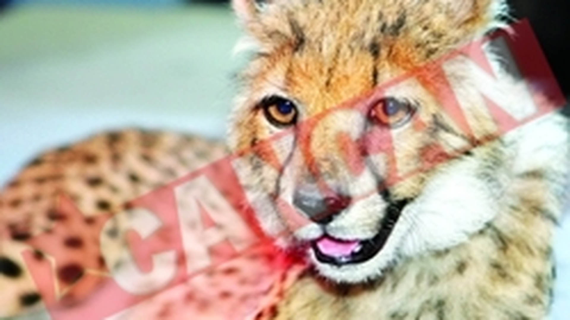 Paris, singurul pui de ghepard din Romania, in arena la Circ
