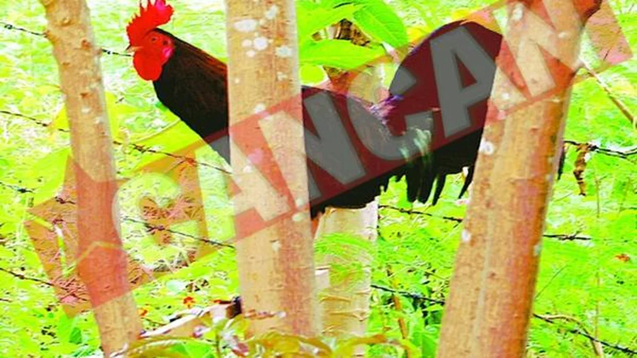 A reclamat cocosul pentru ca o trezea din somn