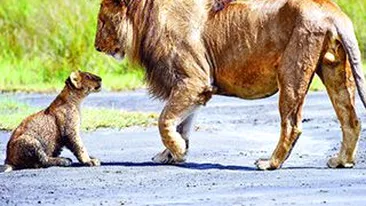 Tatal leu, pus la punct de mama leoaica! L-a caftit pentru ca a dat in puiul ei