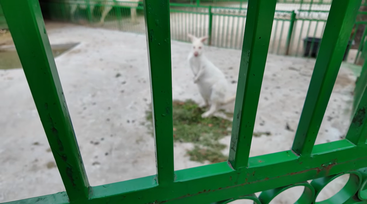 Acasă la Nuțu Cămătaru. Cum arată domeniul de 5 hectare din Rahova? Specii inedite de animale și cea mai mare piscină din București