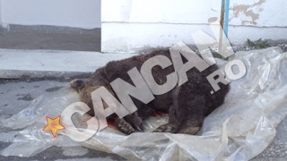Trei barbati, cercetati pentru braconaj dupa ce au vanat ilegal un urs, al carui trofeu se ridica la peste 10.000 de euro!