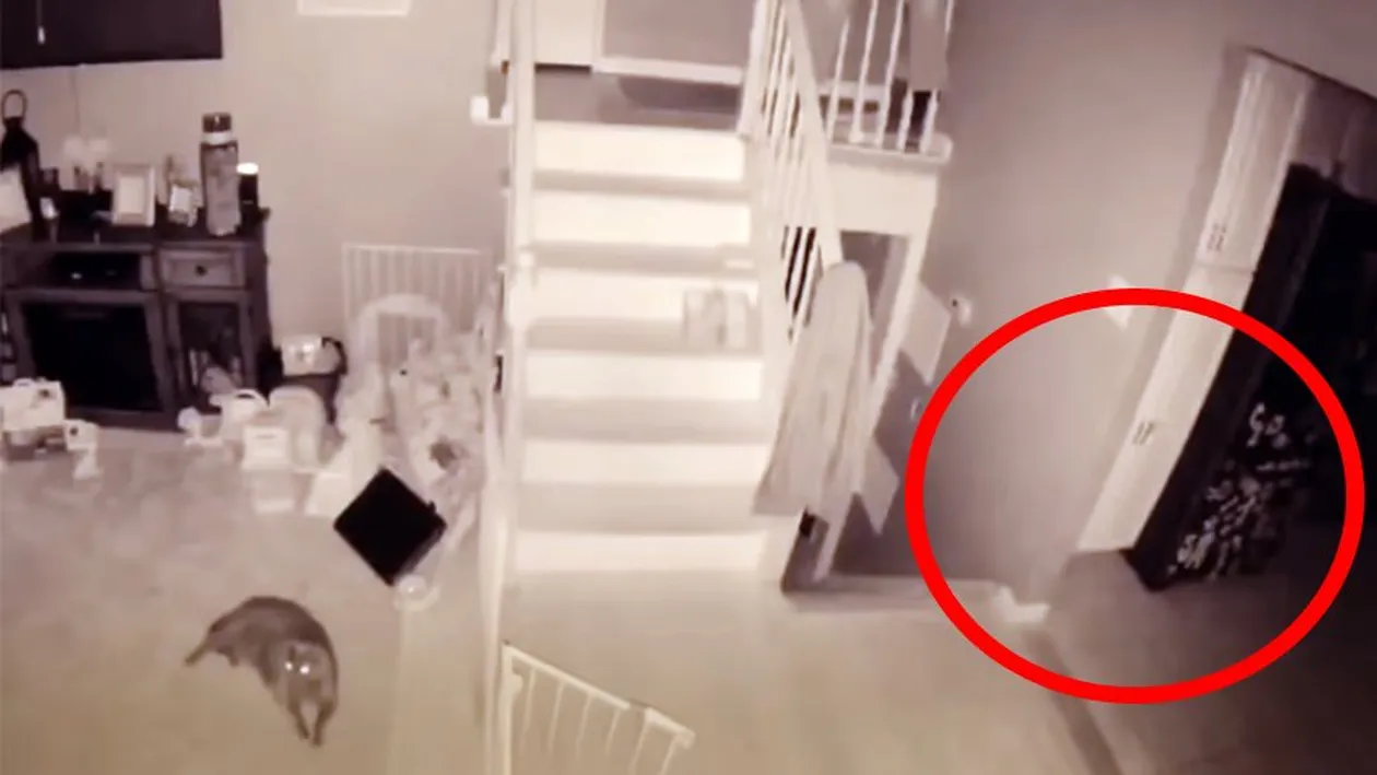 Un bărbat s-a uitat pe camera de supraveghere și a avut un șoc. Ce a văzut în bucătărie, la ora 00:54