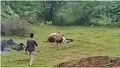 Moment înfiorător. Un turist e atacat de un leu, după ce îi întrerupe masa. Cum s-a terminat totul