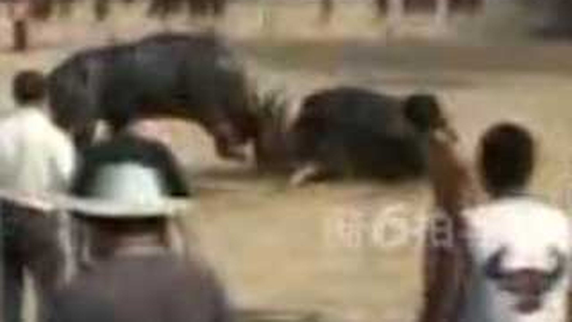 VIDEO CRUZIME FARA LIMITA! Luptele intre tauri a devenit sport national!
