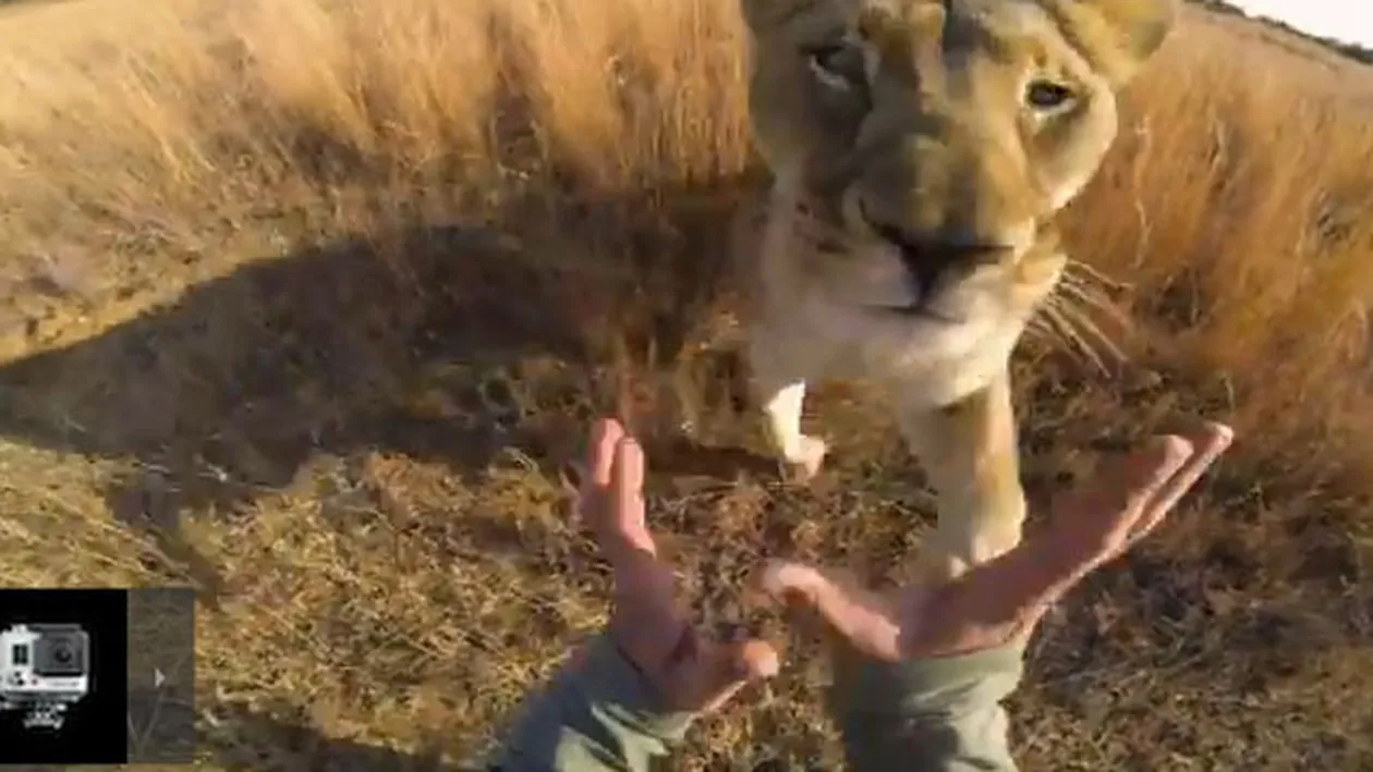 Cand l-au vazut, leii s-au napustit asupra lui. Ce a patit acest barbat dupa ce a fost atacat