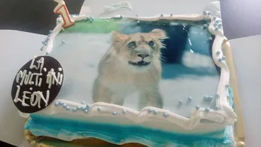 Puiul de leu de la ZOO Craiova a primit tort de ziua lui