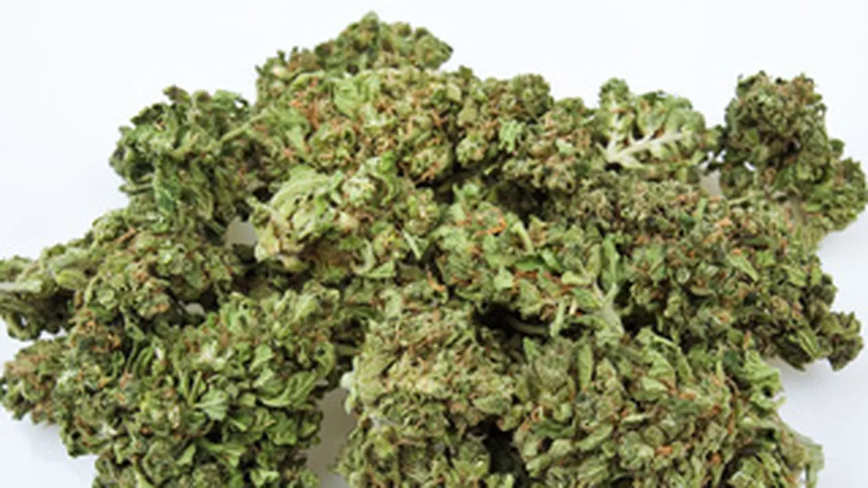 Doi barbati din Covasna, fermieri de cannabis!