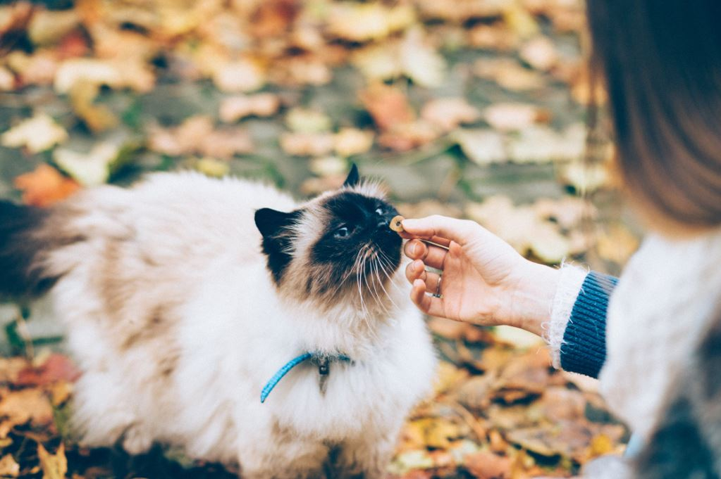 Ce vârstă are pisica ta în ani omenești. Calculul e foarte simplu! Vezi ce vedete preferă micuțele feline și cine a ales să își ia câine
