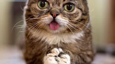 Atentie, exces de dragalasenie! Topul celor mai celebre si ADORABILE pisicute din lume!