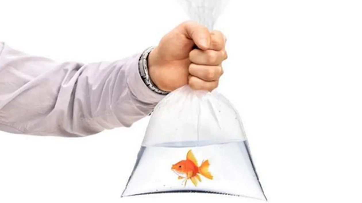 Românii au primit aproape 6.000 de amenzi în primele 24 de carantină totală. Cele mai amuzante scuze folosite