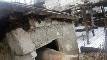 ȘOCANT! O fetiță din Iași a ajuns la spital după ce porcul din curte i-a mâncat urechile